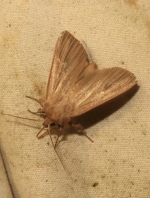 Mythimna pudorina - vörös rétibagoly