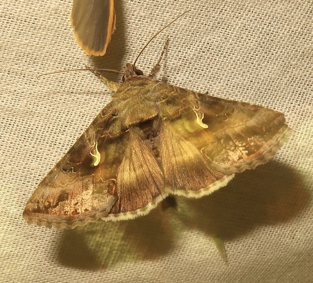 Autographa gamma - gammalepke