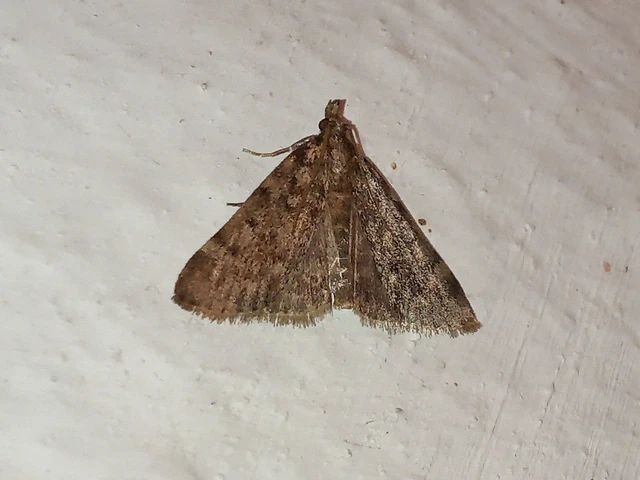 Aglossa pinguinalis - zsiradékmoly