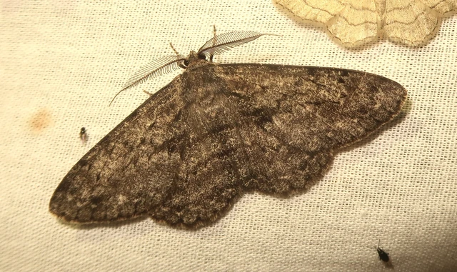 Hypomecis roboraria - nagy tölgyfaaraszoló