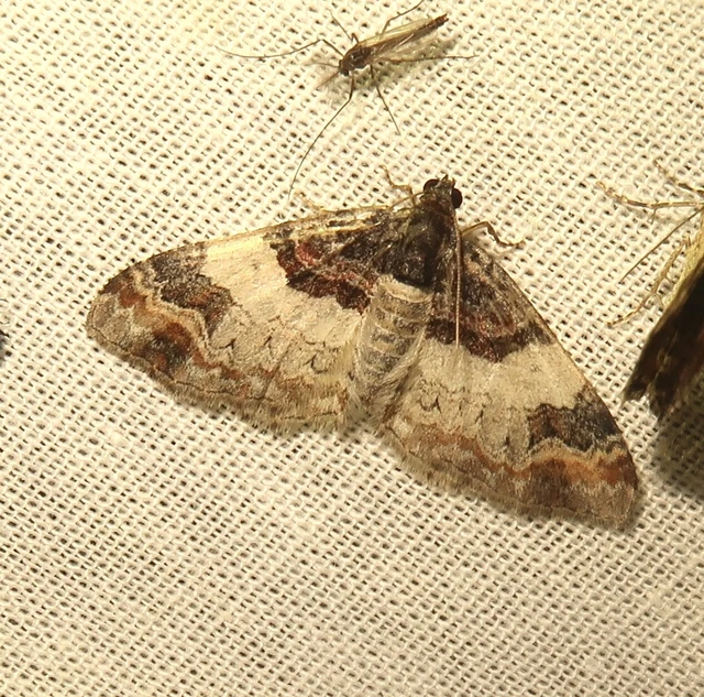 Catarhoe cuculata - csuklyás tarkaaraszoló