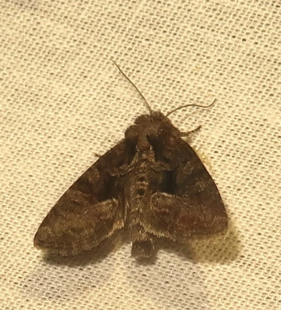 Oligia strigilis/latruncula/versicolor