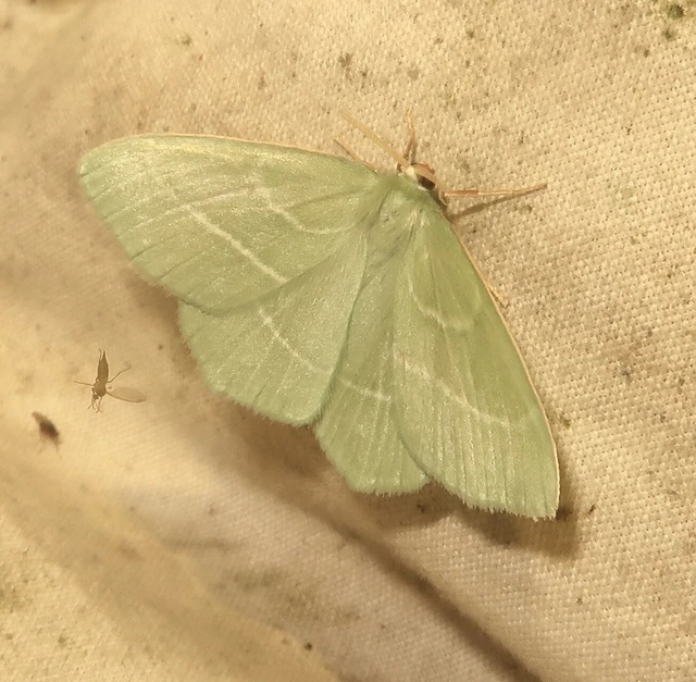 Hemistola chrysoprasaria - kékes zöldaraszoló
