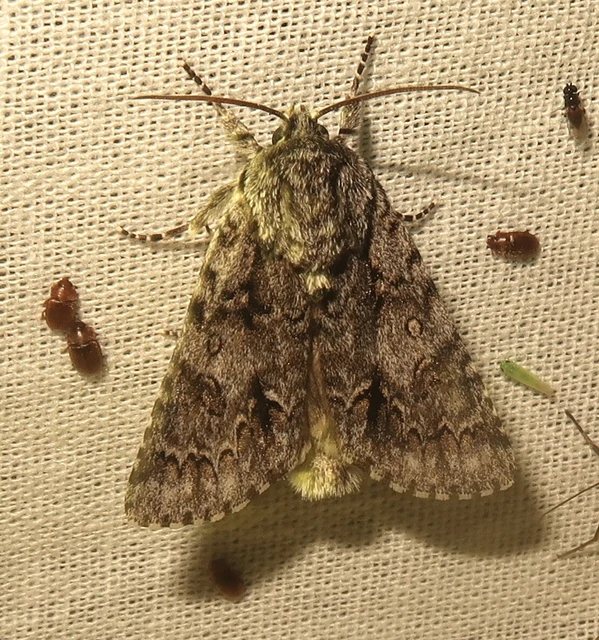 Acronicta auricoma - aranyos szigonyosbagoly