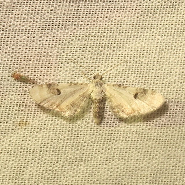 Eupithecia centaureata - búzavirág-törpearaszoló