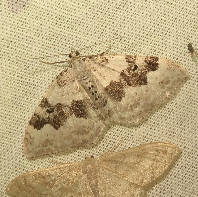 Xanthorhoe montanata - hegyi tarkaaraszoló