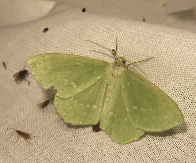 Geometra papilionaria - nagy zöldaraszoló