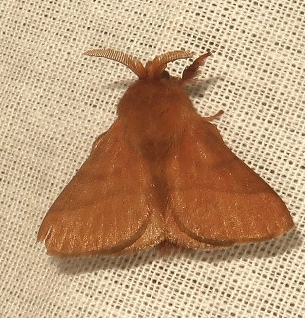 Malacosoma neustria - gyűrűsszövő