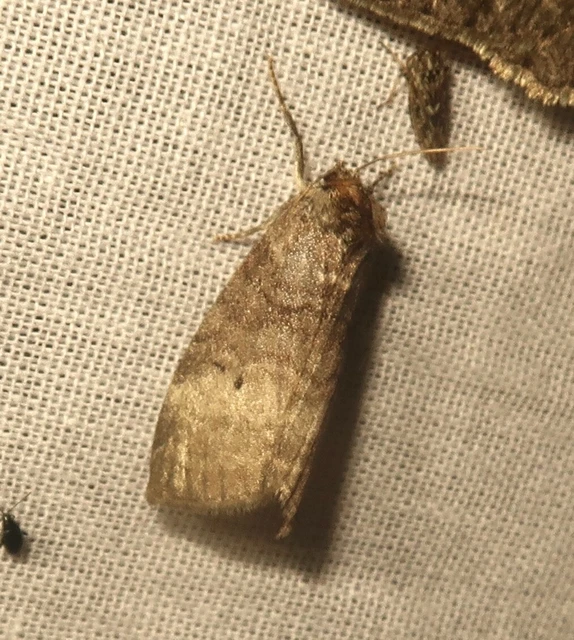 Ochropacha duplaris - égerlevél-pihésszövő
