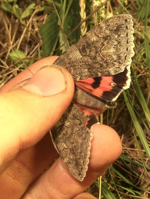 Catocala nupta - piros övesbagoly