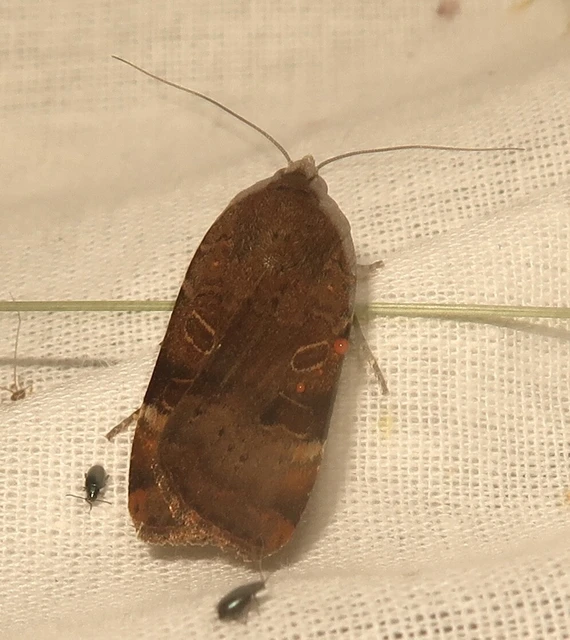 Noctua interposita - köztes sárgafűbagoly