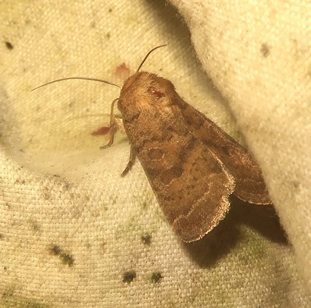 Hoplodrina octogenaria - barna selymesbagoly