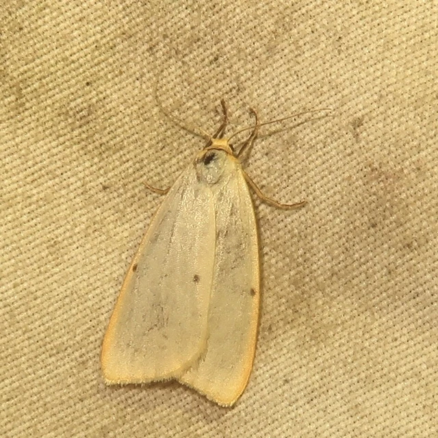 Cybosia mesomella - csontszínű molyszövő