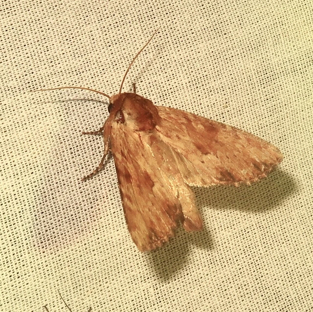 Apamea sublustris - sárgás dudvabagoly