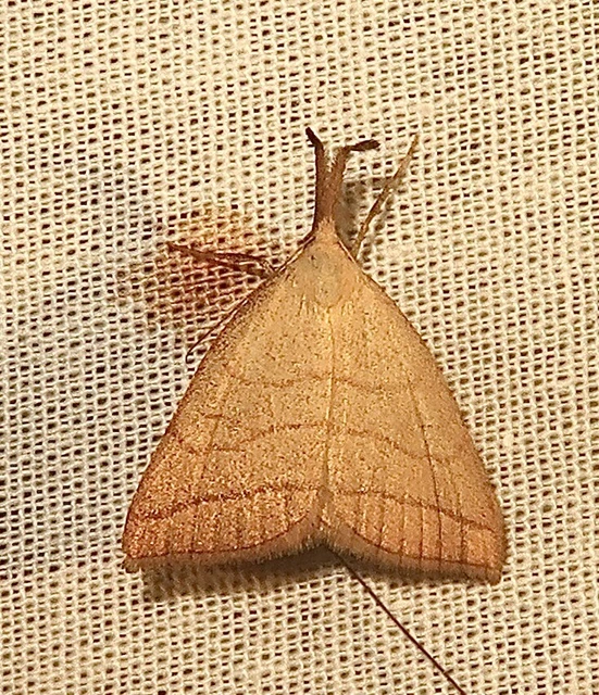 Polypogon tentacularia - sötétaljú karcsúbagoly