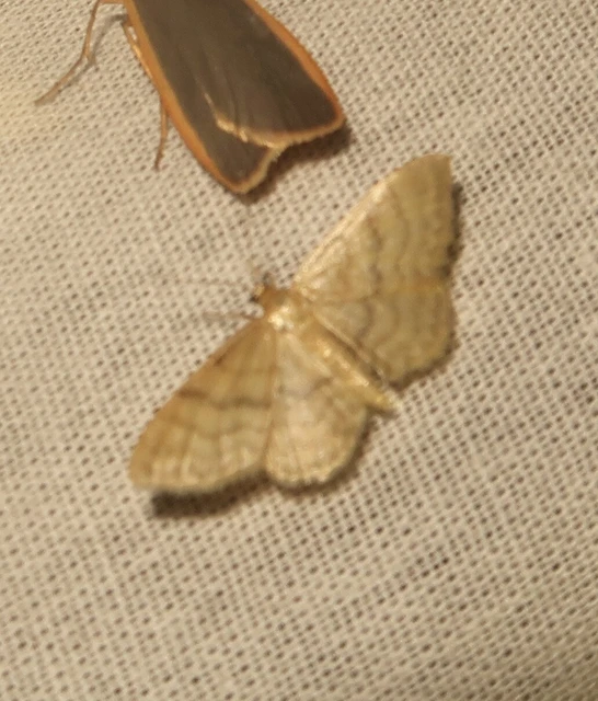 Idaea dilutaria - napvirág-apróaraszoló