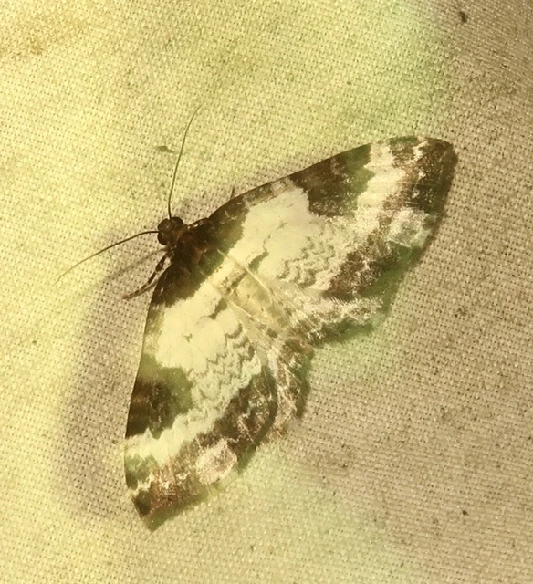 Melanthia procellata - hullámos tarkaaraszoló