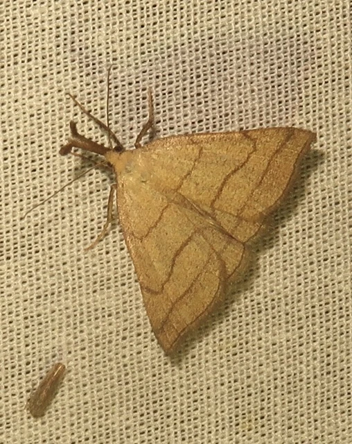 Polypogon tentacularia - sötétaljú karcsúbagoly