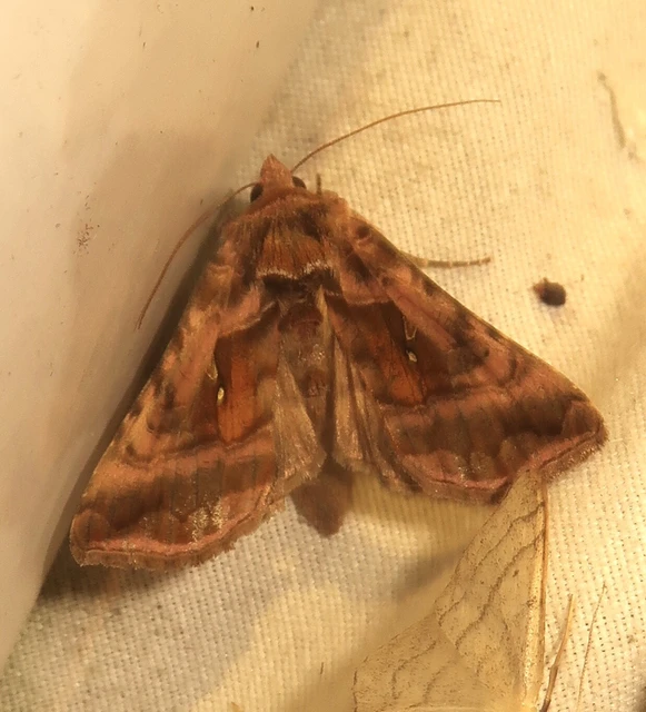 Autographa jota - i-betűs aranybagoly