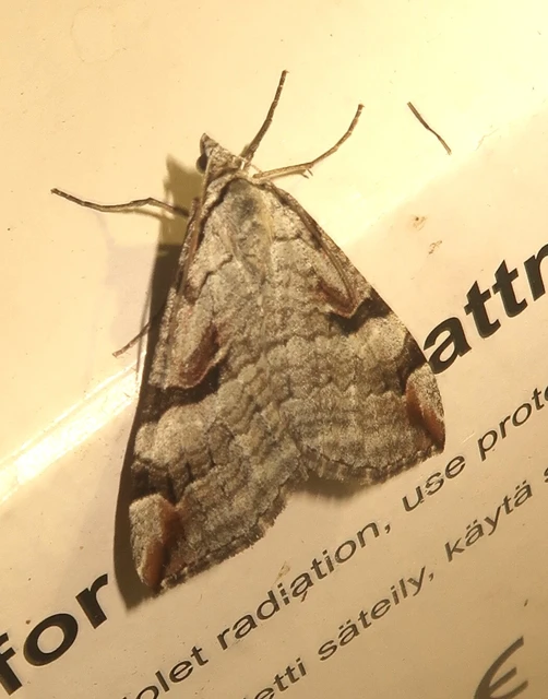 Aplocera praeformata - hegyi csíkosaraszoló