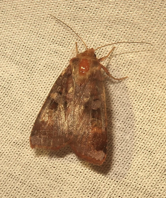 Diarsia brunnea - rózsásszárnyú földibagoly