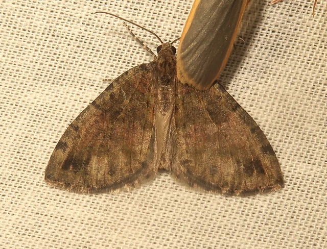Hydriomena furcata - változékony tarkaaraszoló