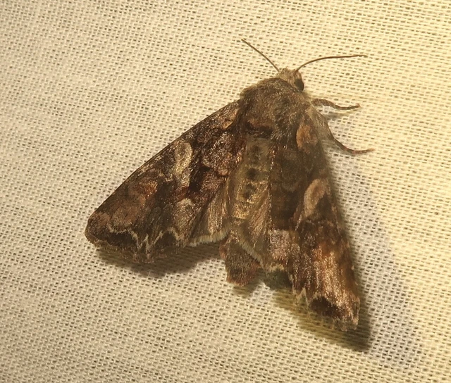 Lacanobia contigua - hamuszürke kertibagoly