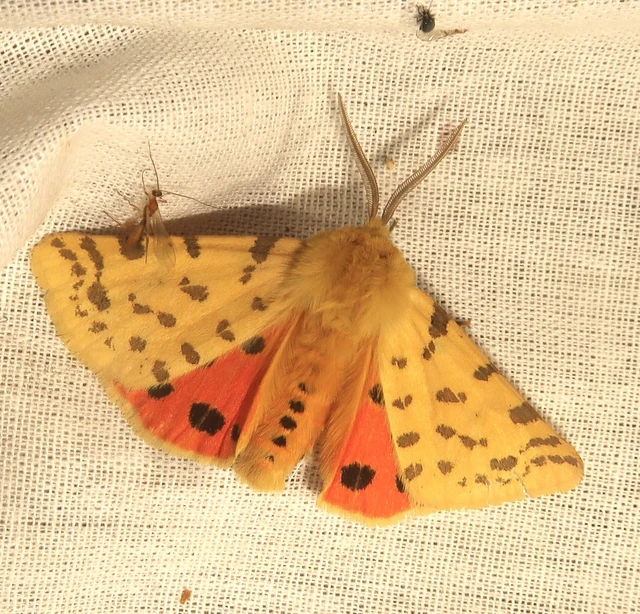 Rhyparia purpurata - bíborszínű medvelepke