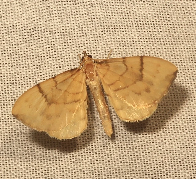 Eulithis pyraliata - sárga galajaraszoló