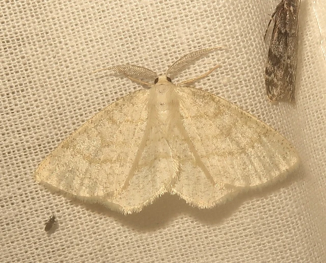 Cabera exanthemata - pettyes égeraraszoló