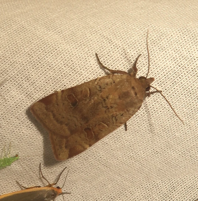 Noctua comes - kis sárgafűbagoly