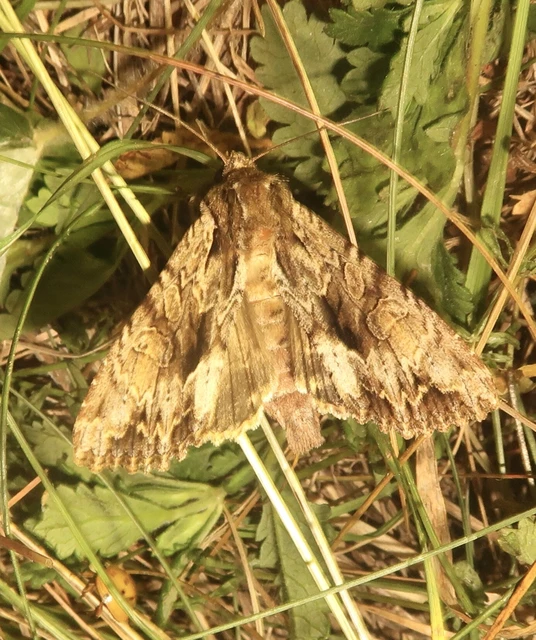 Apamea monoglypha - nagy dudvabagoly