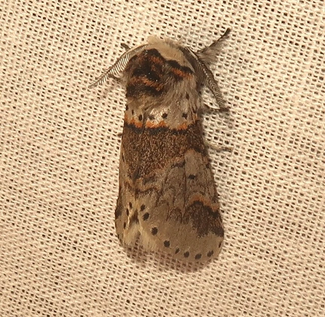 Furcula furcula - szürke púposszövő