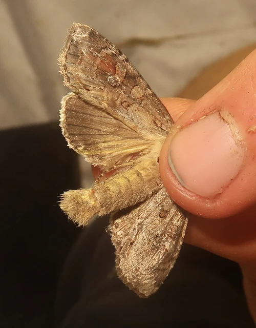 Polia bombycina - palaszürke bagoly
