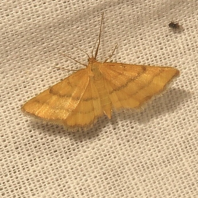 Idaea aureolaria - aranyos sávosaraszoló