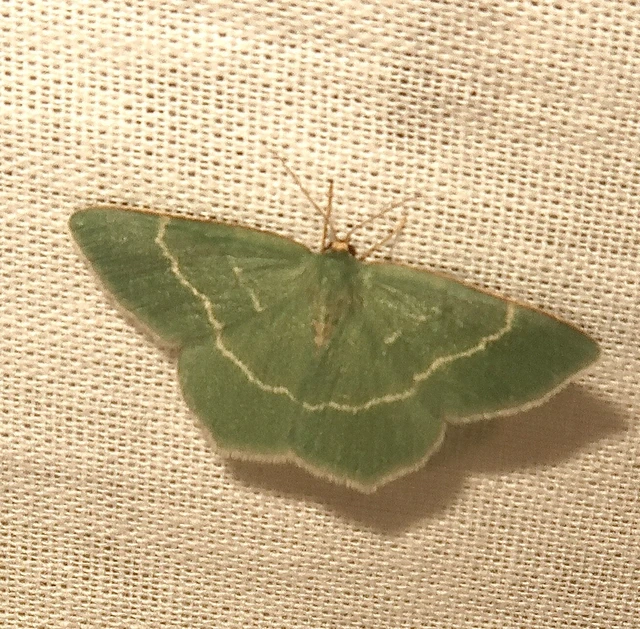 Chlorissa cloraria - sárgászöld araszoló