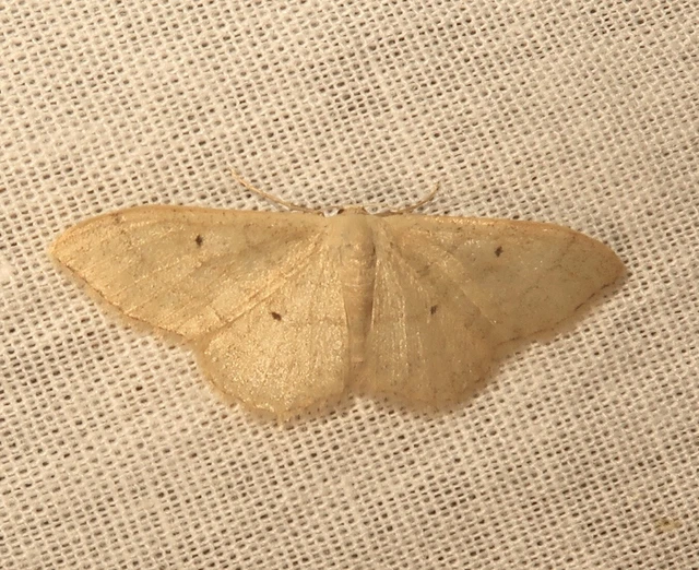 Idaea straminata - szalmasárga sávosaraszoló