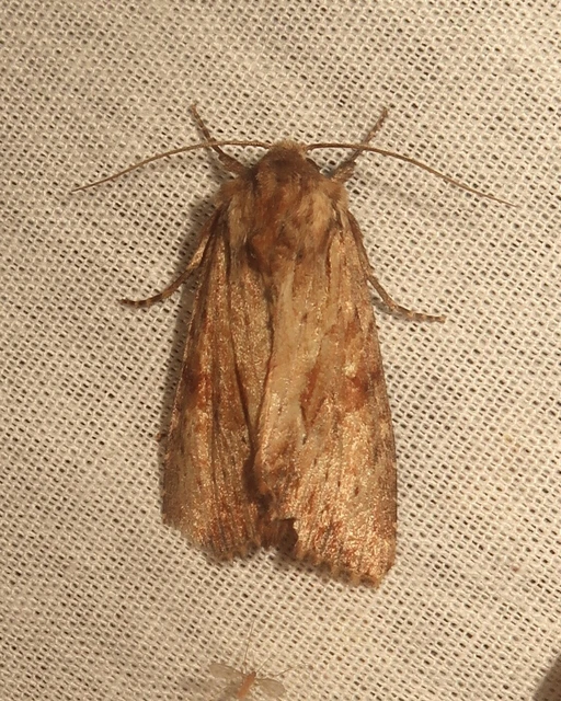 Apamea sublustris - sárgás dudvabagoly