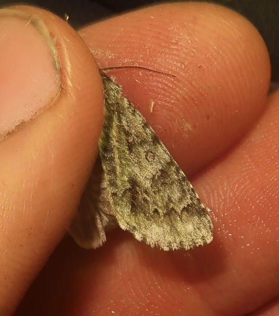 Acronicta auricoma - aranyos szigonyosbagoly