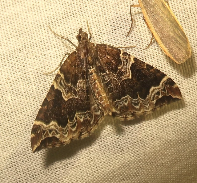 Eulithis prunata - kökény-tarkaaraszoló
