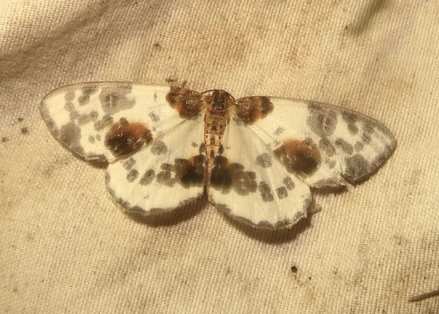 Abraxas sylvata - sárgafoltos araszoló