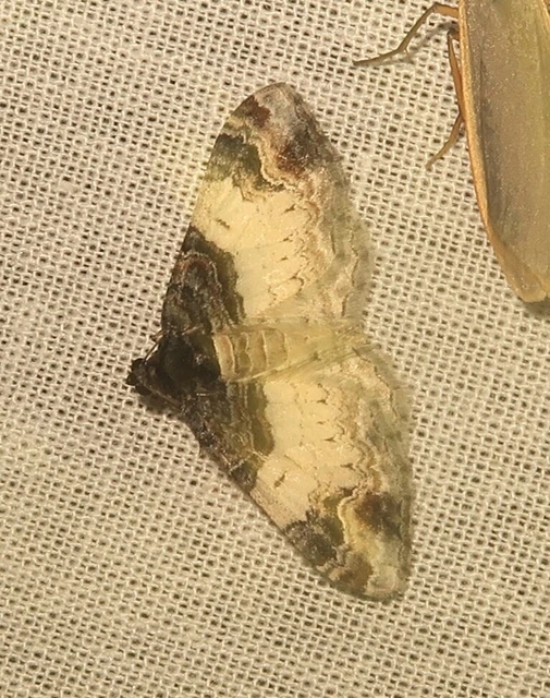 Catarhoe cuculata - csuklyás tarkaaraszoló