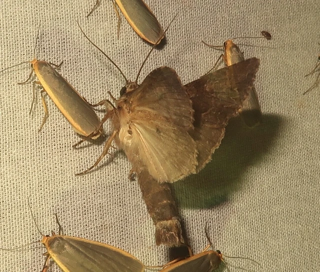 Apamea monoglypha - nagy dudvabagoly