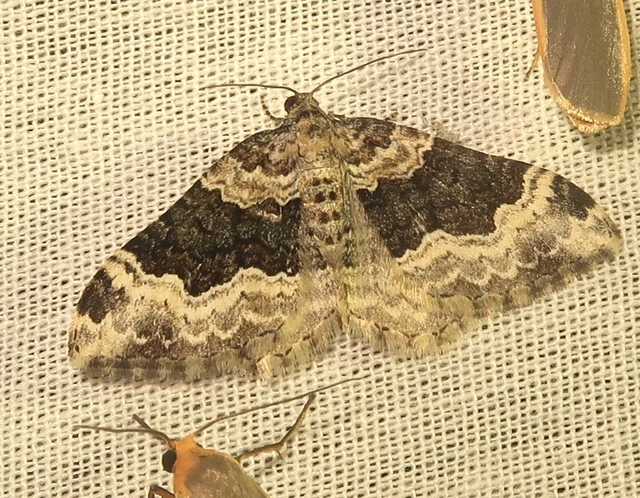 Epirrhoe galiata - sávos galajaraszoló