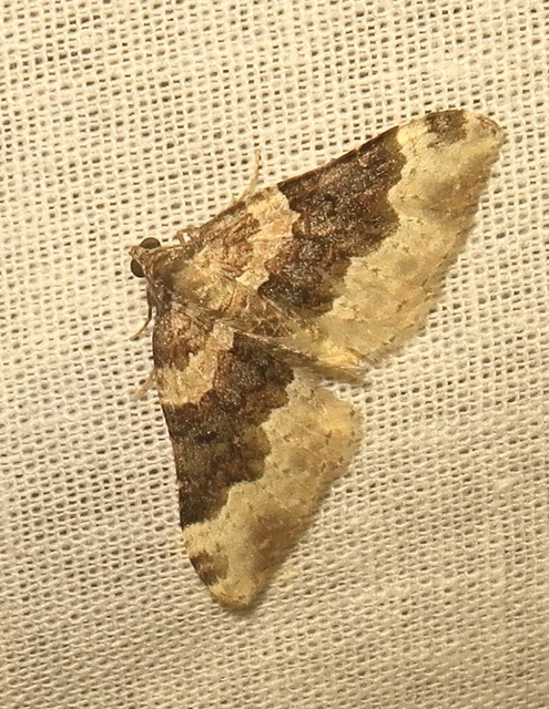 Epirrhoe galiata - sávos galajaraszoló