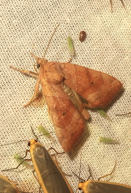 Cosmia trapezina - közönséges lombbagoly