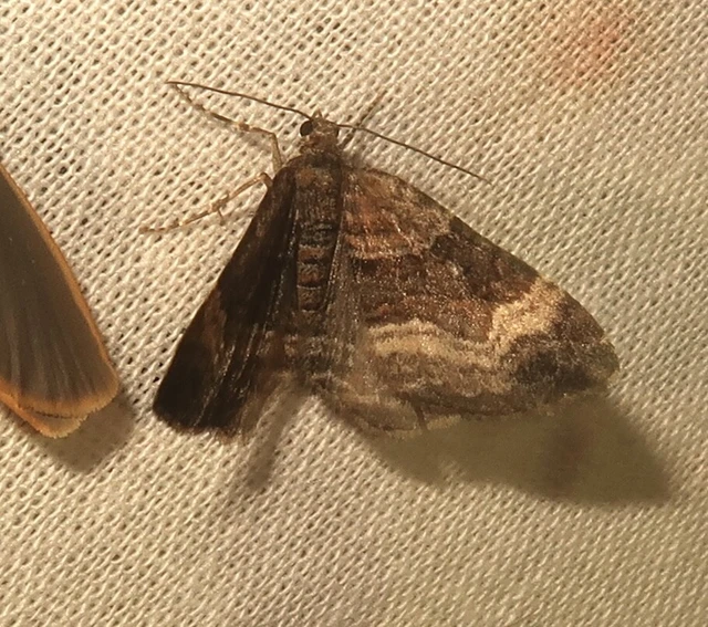 Xanthorhoe biriviata - kétsávos tarkaaraszoló