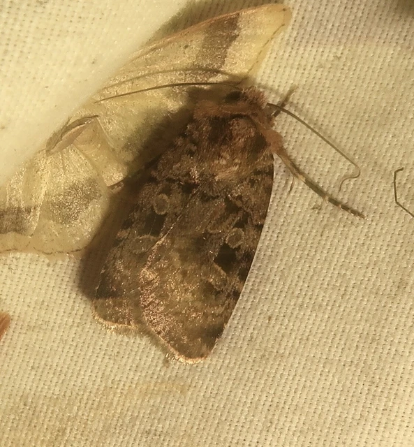 Chersotis multangula - sokszögű földibagoly