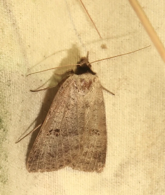 Lygephila viciae - hegyi csüdfűbagoly