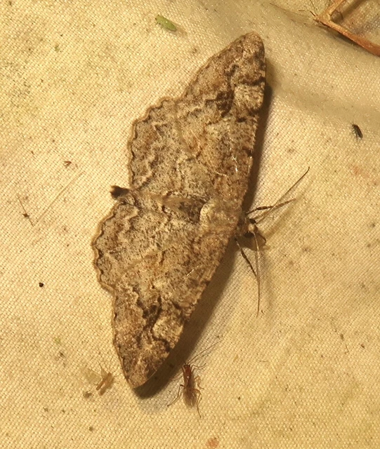 Alcis repandata - foltos faaraszoló